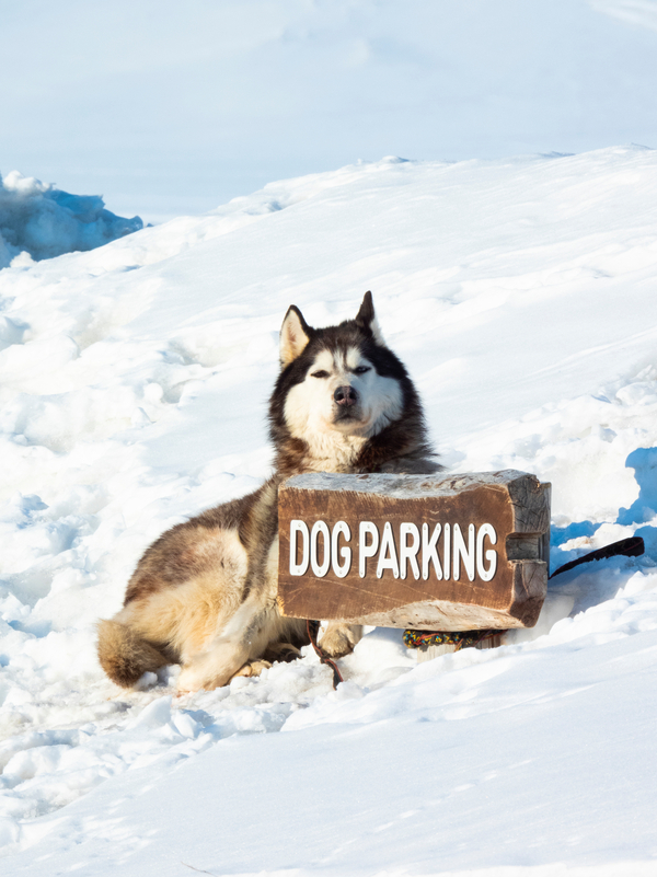 A huskey laying in the snow by a sign that says 