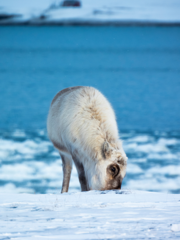 A reindeer in the snow by the ocean