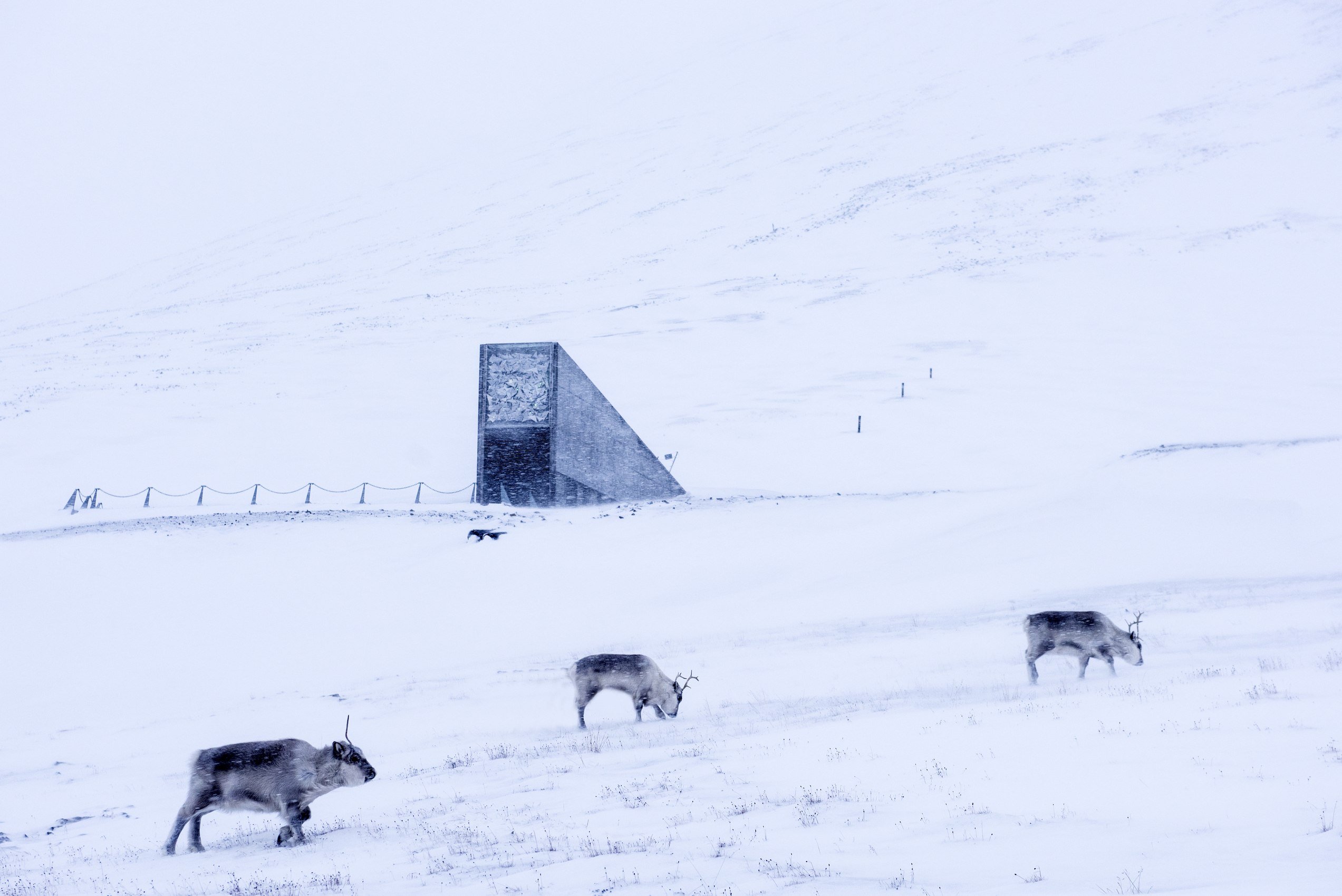 Reindeer in a snowstorm in front of a cement construction