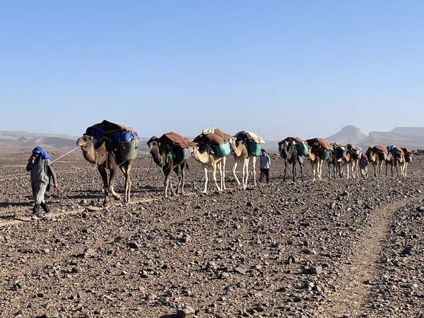 A convoy of camels with gear through the desert