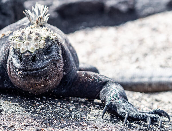 Galapagos and the Amazon