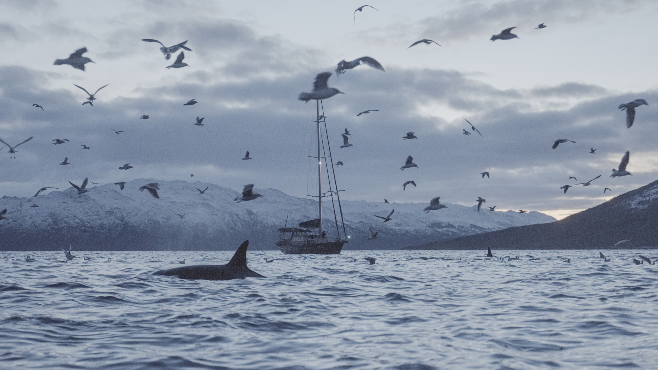 Orca and sea birds in front of a sail boat and mountains covered in snow