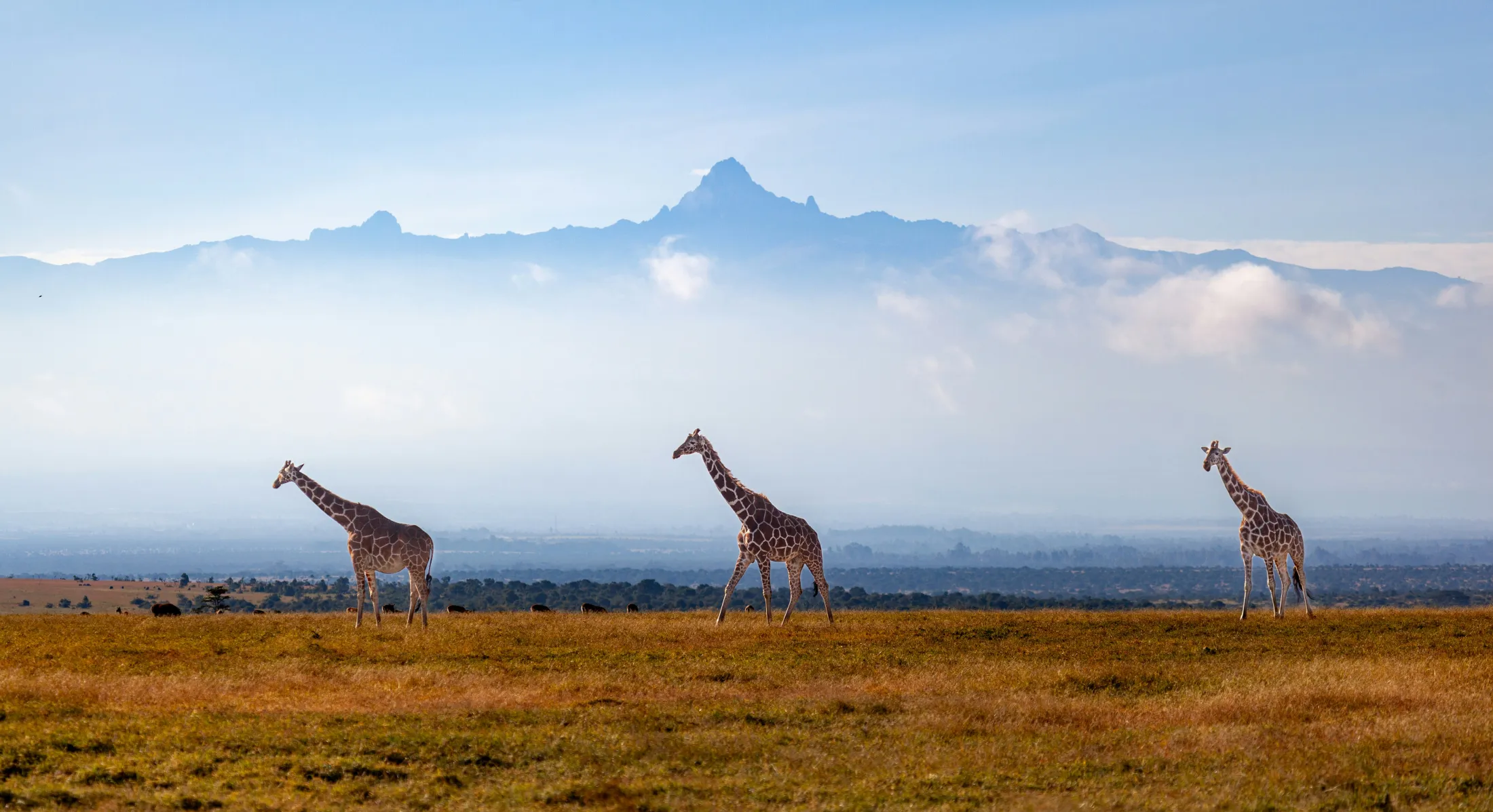 Three giraffes walk across a grassy savanna with the majestic, misty peaks of Mount Kenya rising in the distant background under a clear sky.