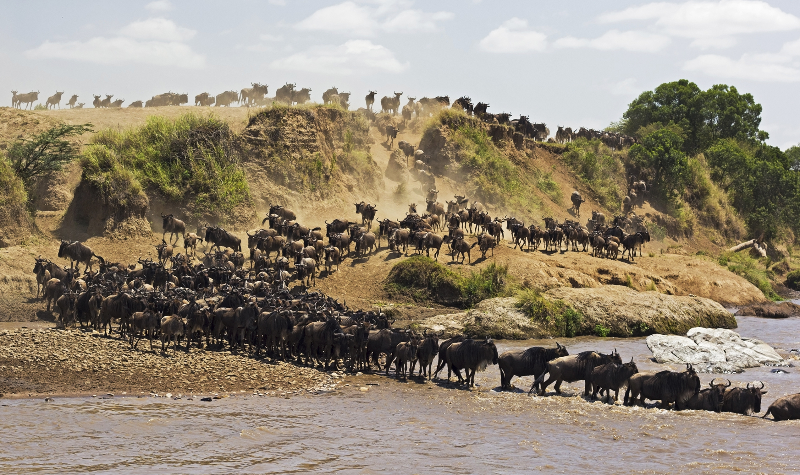 A flock of wildebeest crossing a river