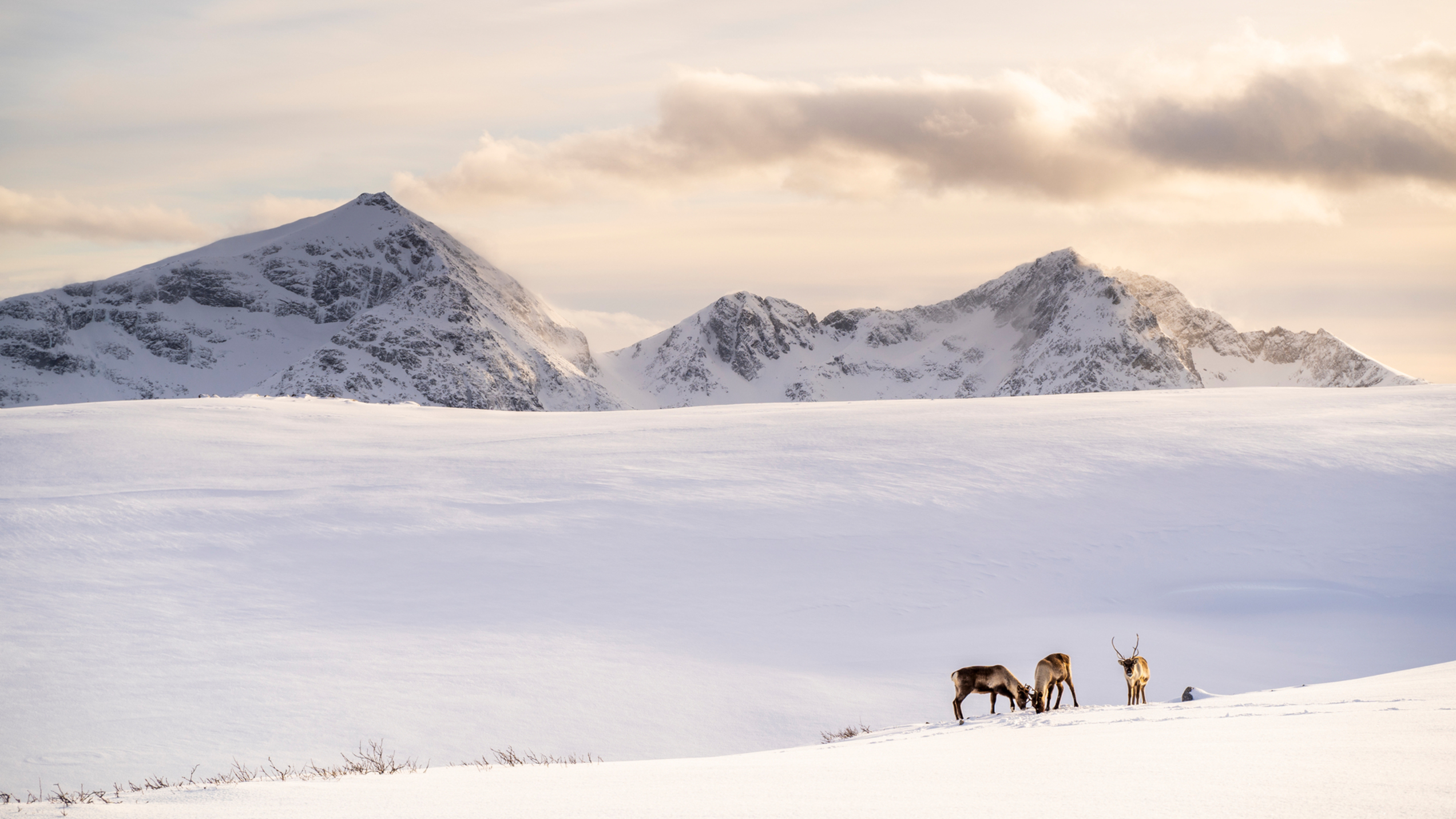 Reindeers in winter sunset grazing in the snowy mountains