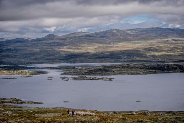 Crossing Hardangervidda