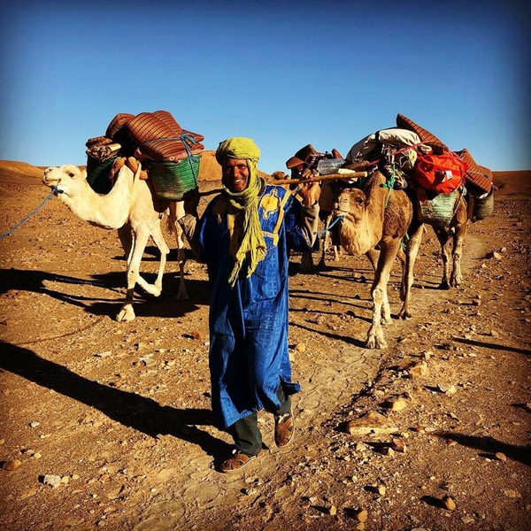 Man herding camels in the desert with luggage