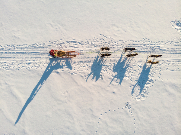 Aerial view of dog sledding