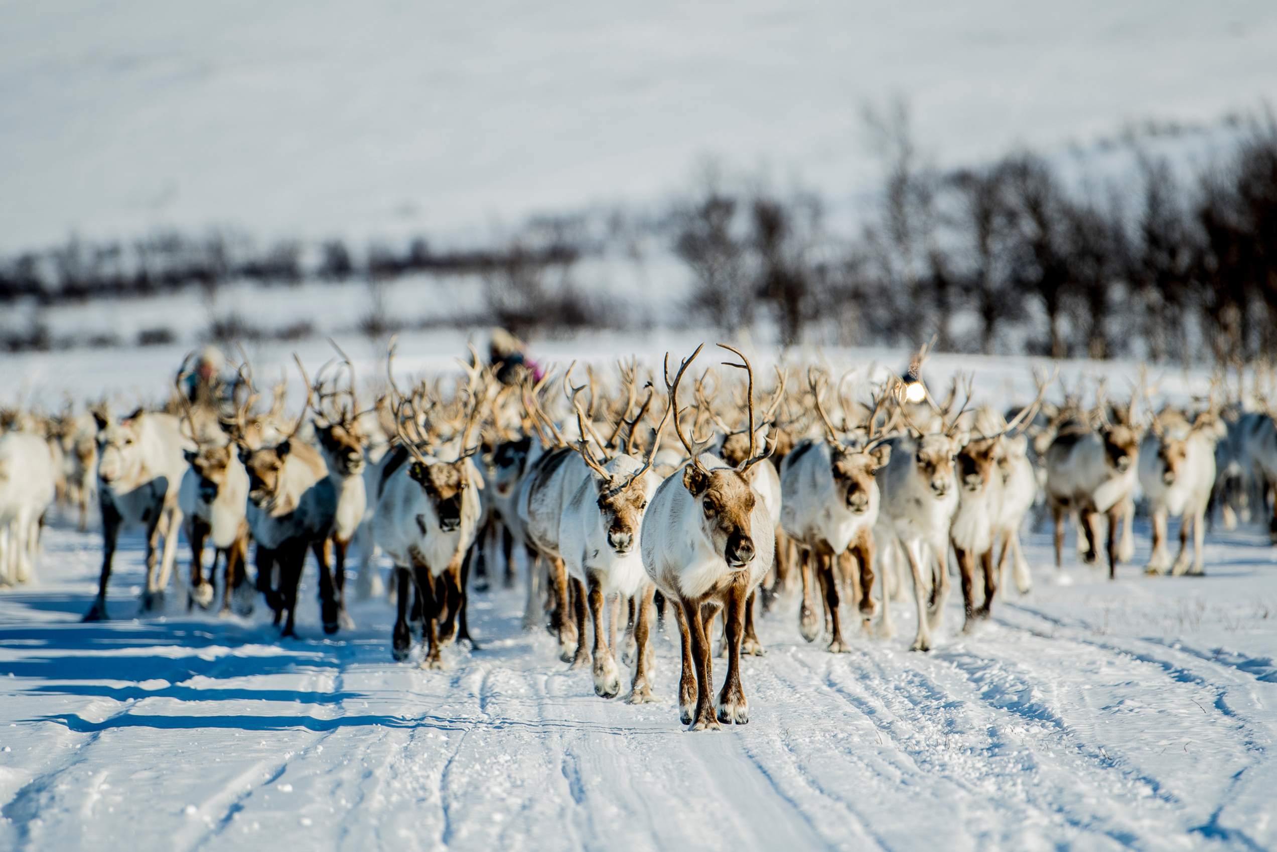 A flock of reinsdeer