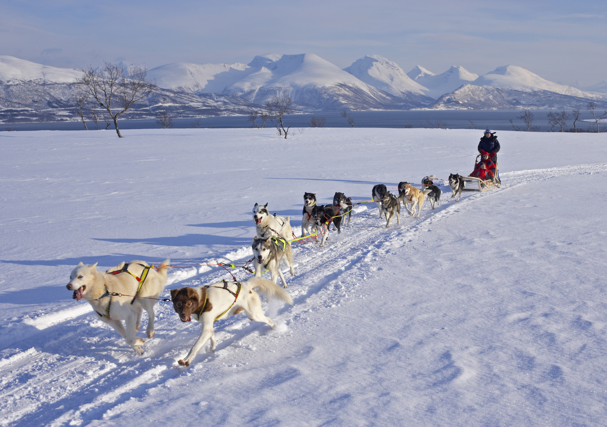 Dog sledding in front of ocean and mountains