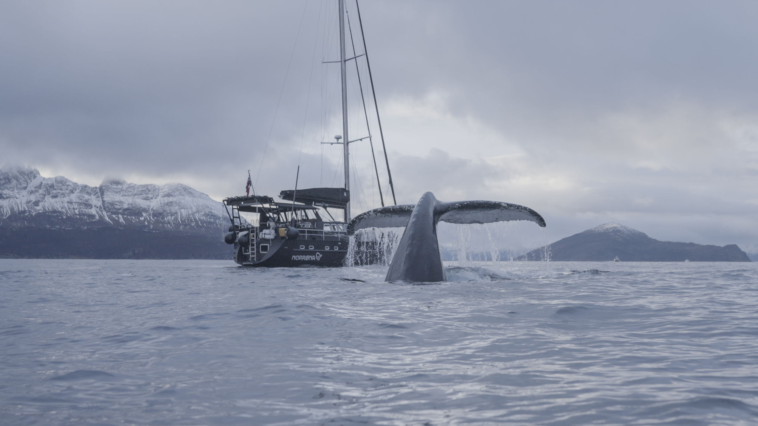 Whale-fin up from the ocean in front of a sail boat with mountains behind