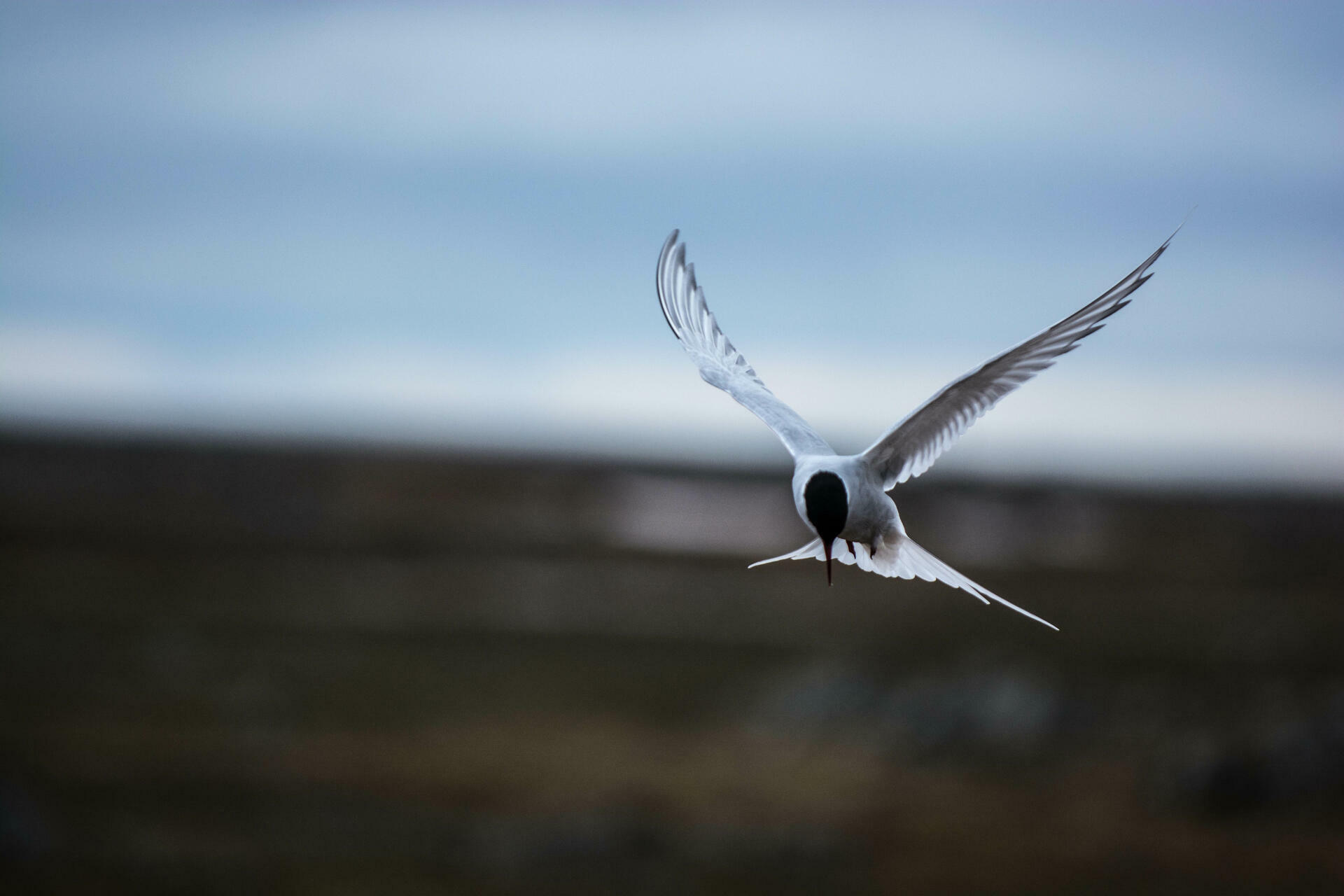 Fottur på Svalbard@BasecampExplorer (1)