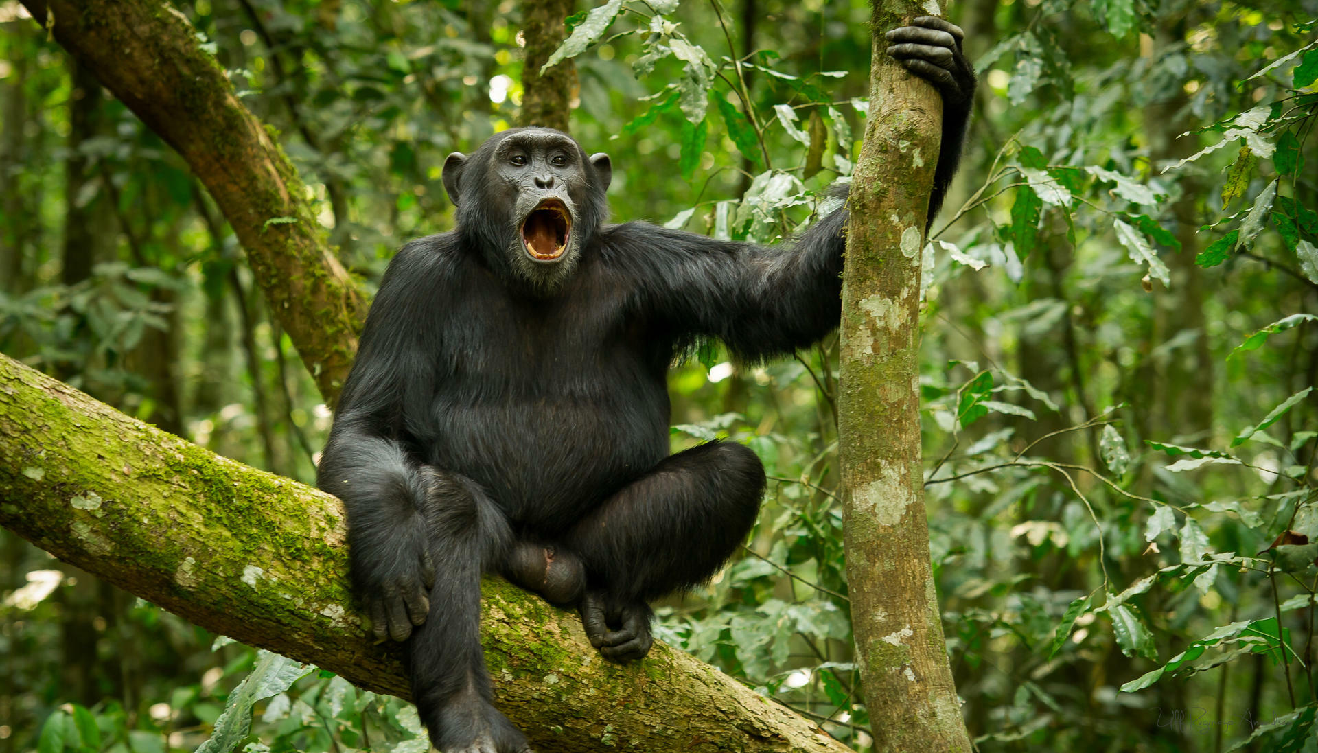 UgandaGorillaSafari@UlfAmundsen (2)