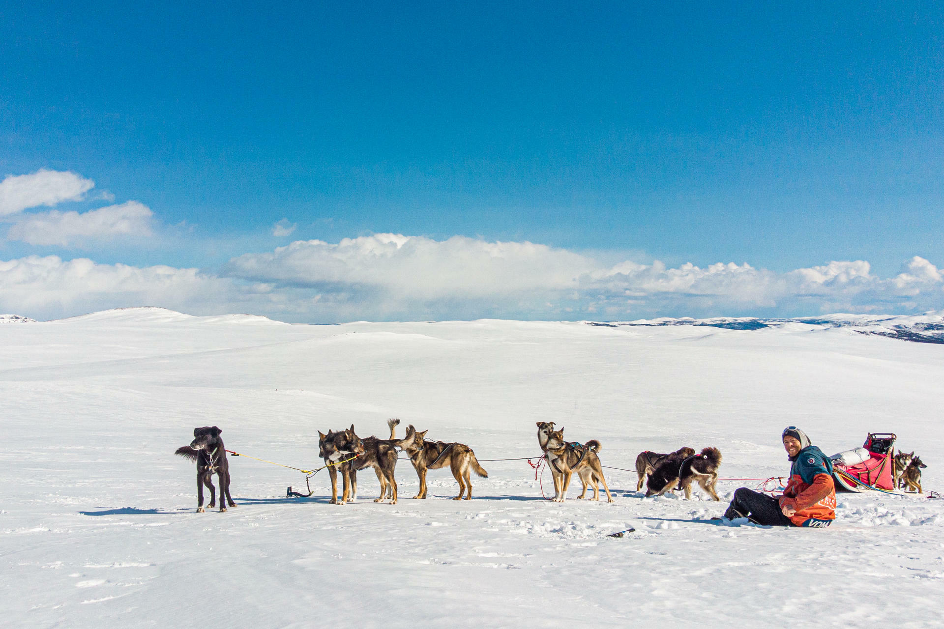 Hundesledetur i Jotunheimens Bakgård@BeitoHusky(11)
