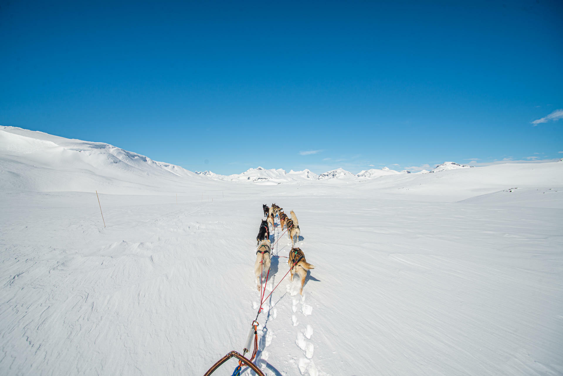 Hundesledetur i Jotunheimens Bakgård@BeitoHusky(18)