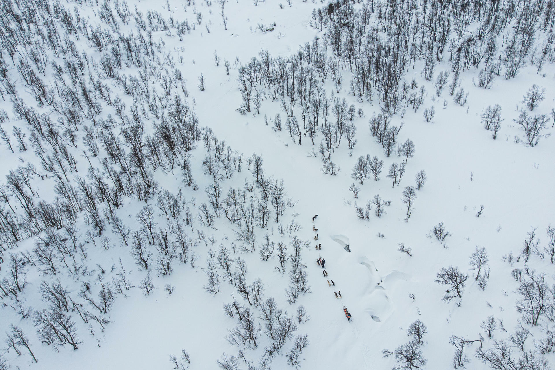 Hundesledetur i Jotunheimens Bakgård@BeitoHusky(7)