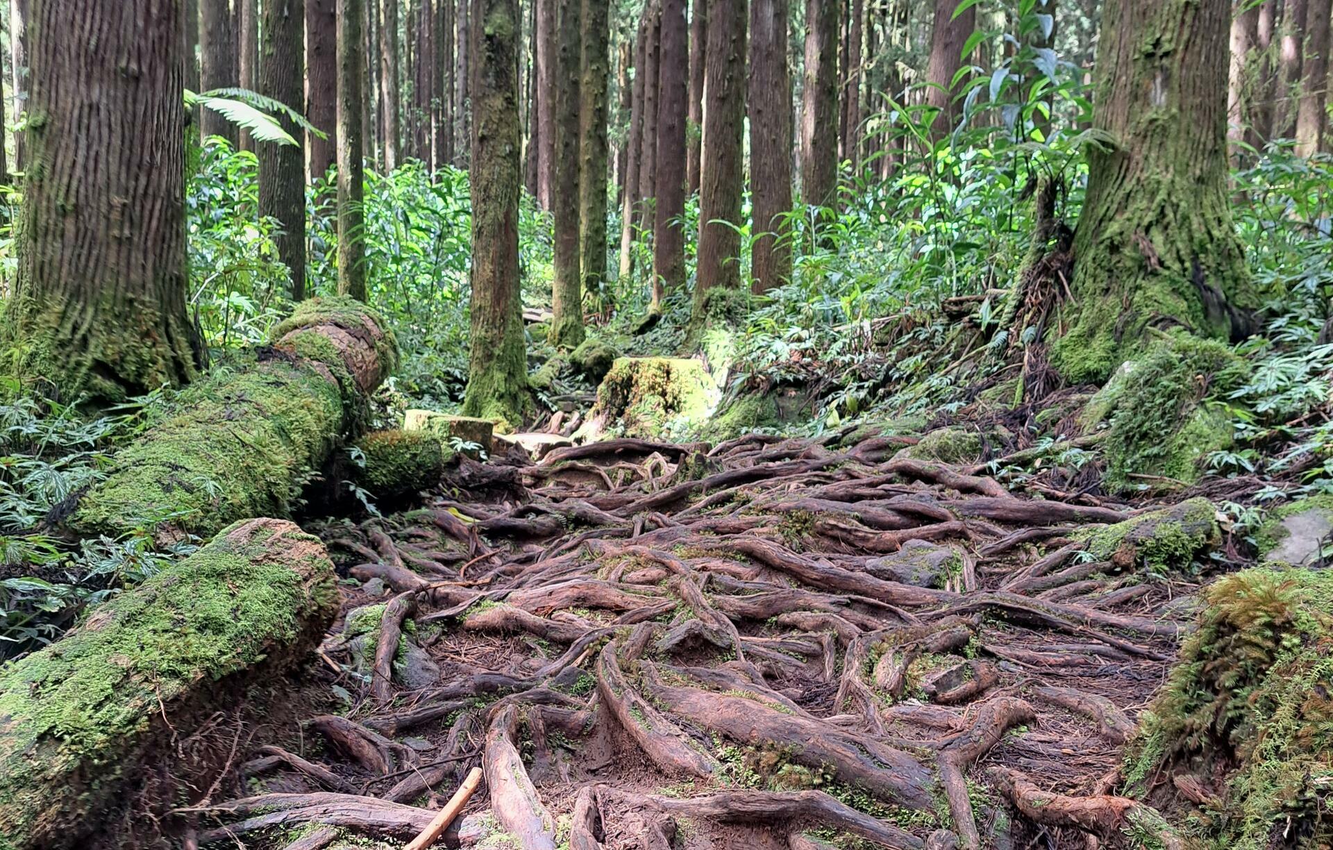 Reunion-2024@HanneHollås (10)