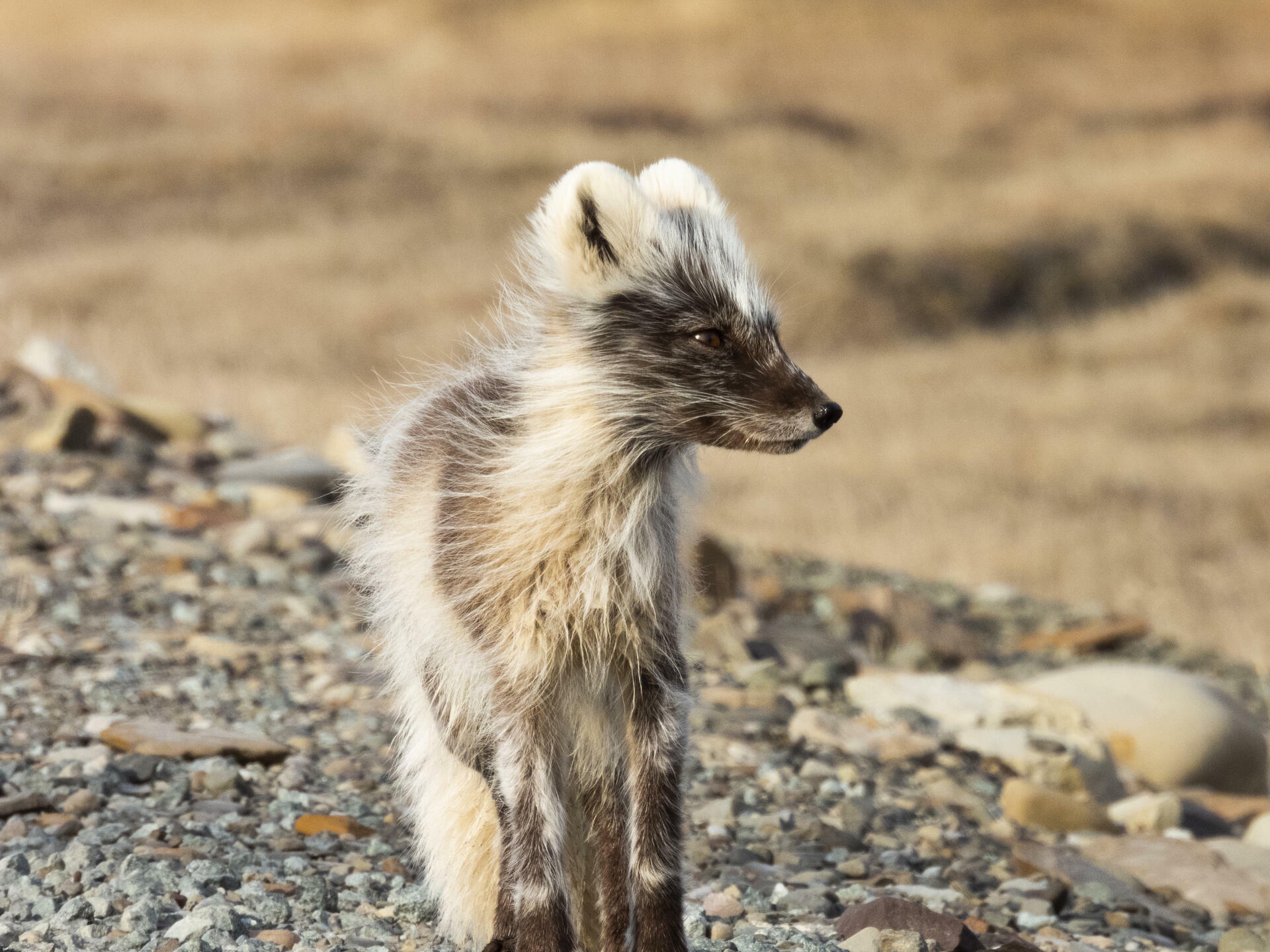 Arctic fox in Bjørndalen, Svalbard 1_Håkon Daae Brensholm – Visit Svalbard