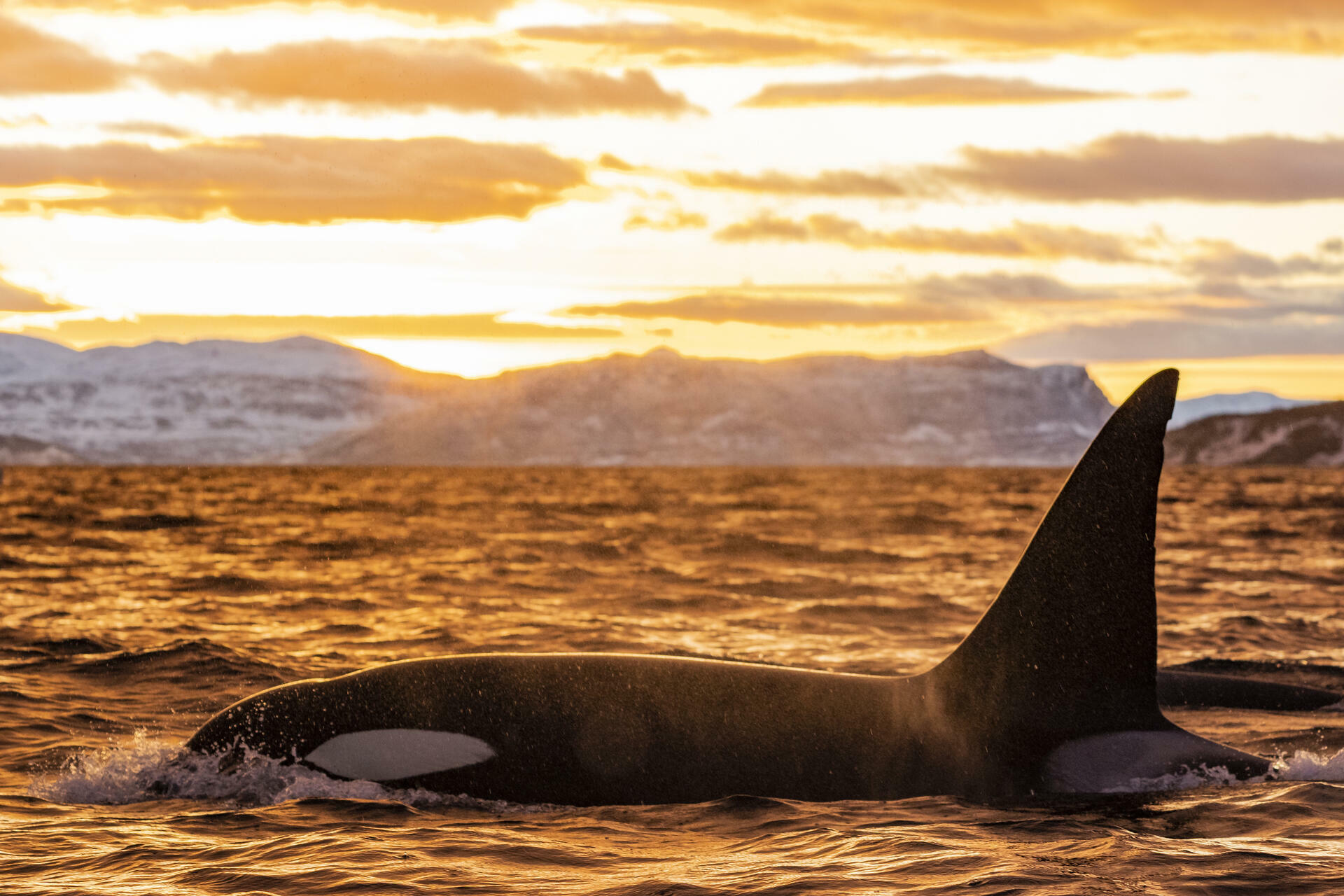 Orca in sunset Skjervøy_Ismaele Tortella - Visit Norway