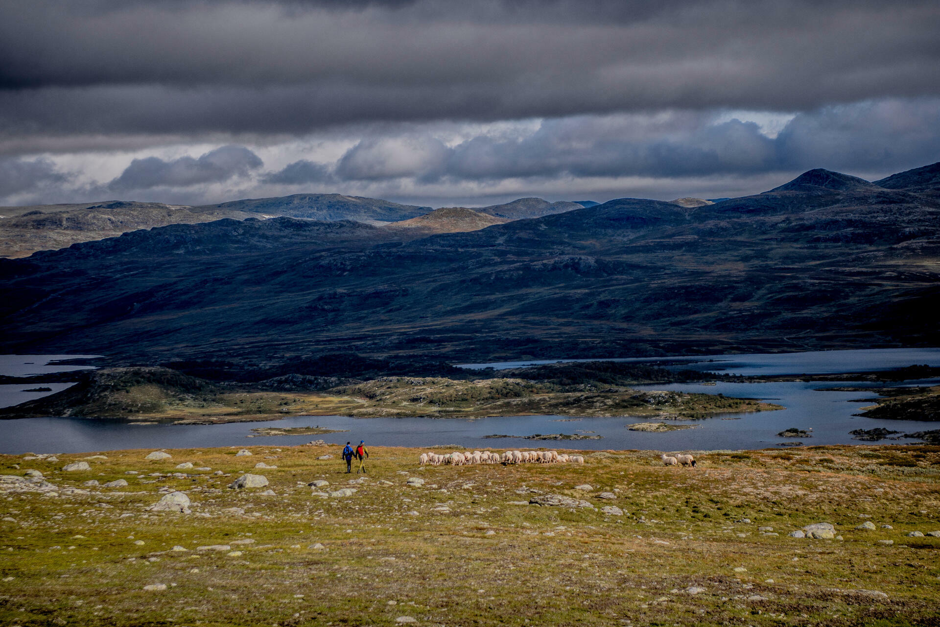 Gathering Sheep@ThomasRasmusSkaug - Visit Norway (2)