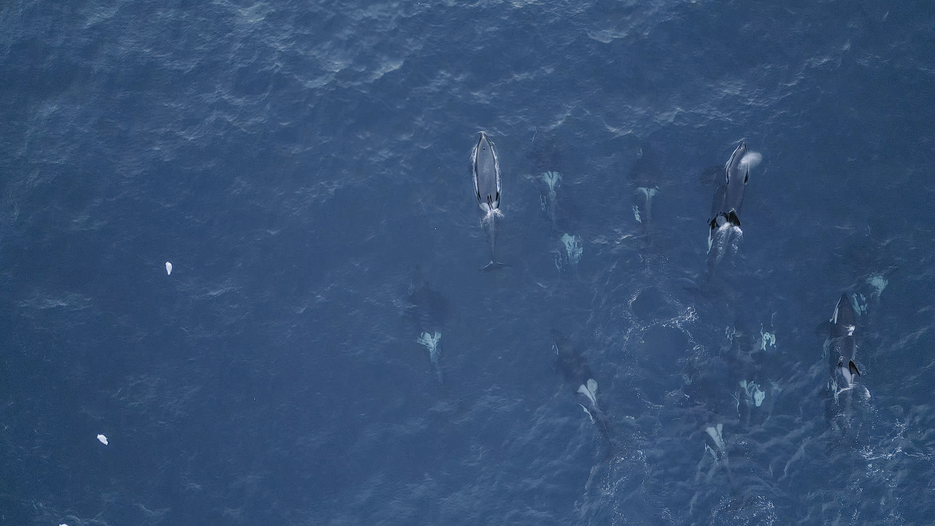 Varg Orcas from above