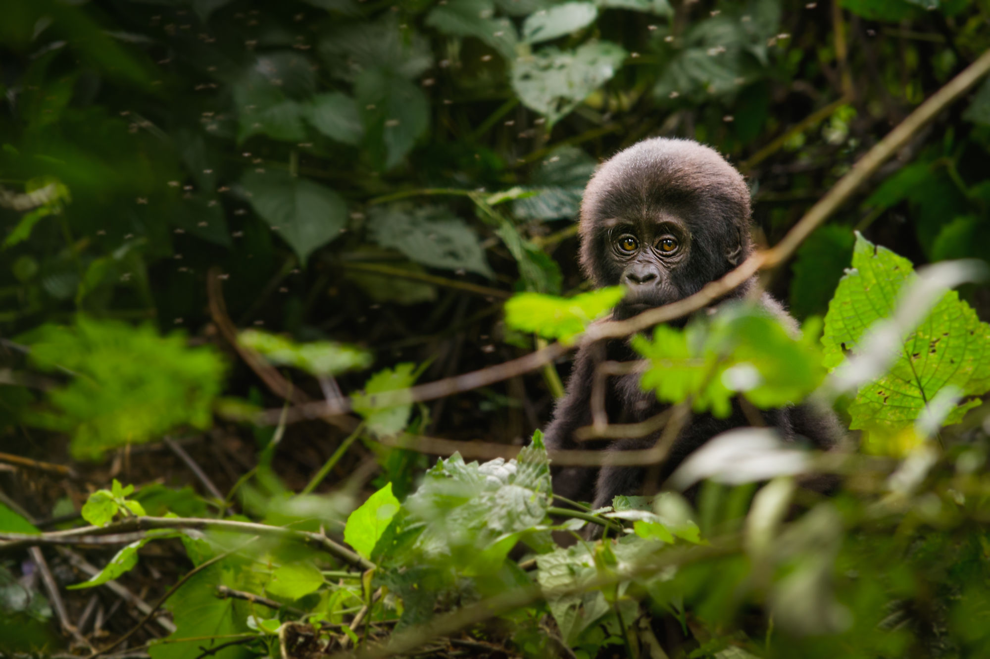 UgandaGorillaSafari@UlfAmundsen (4)