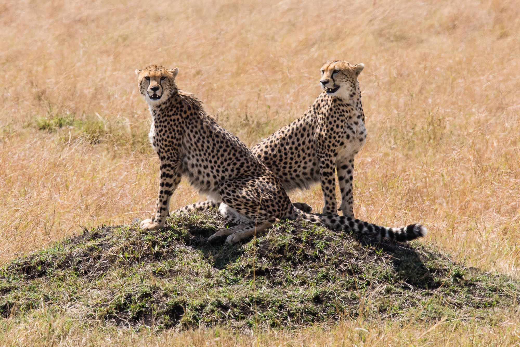 SafariMasaiMara-2024@SaruniBasecamp (4)