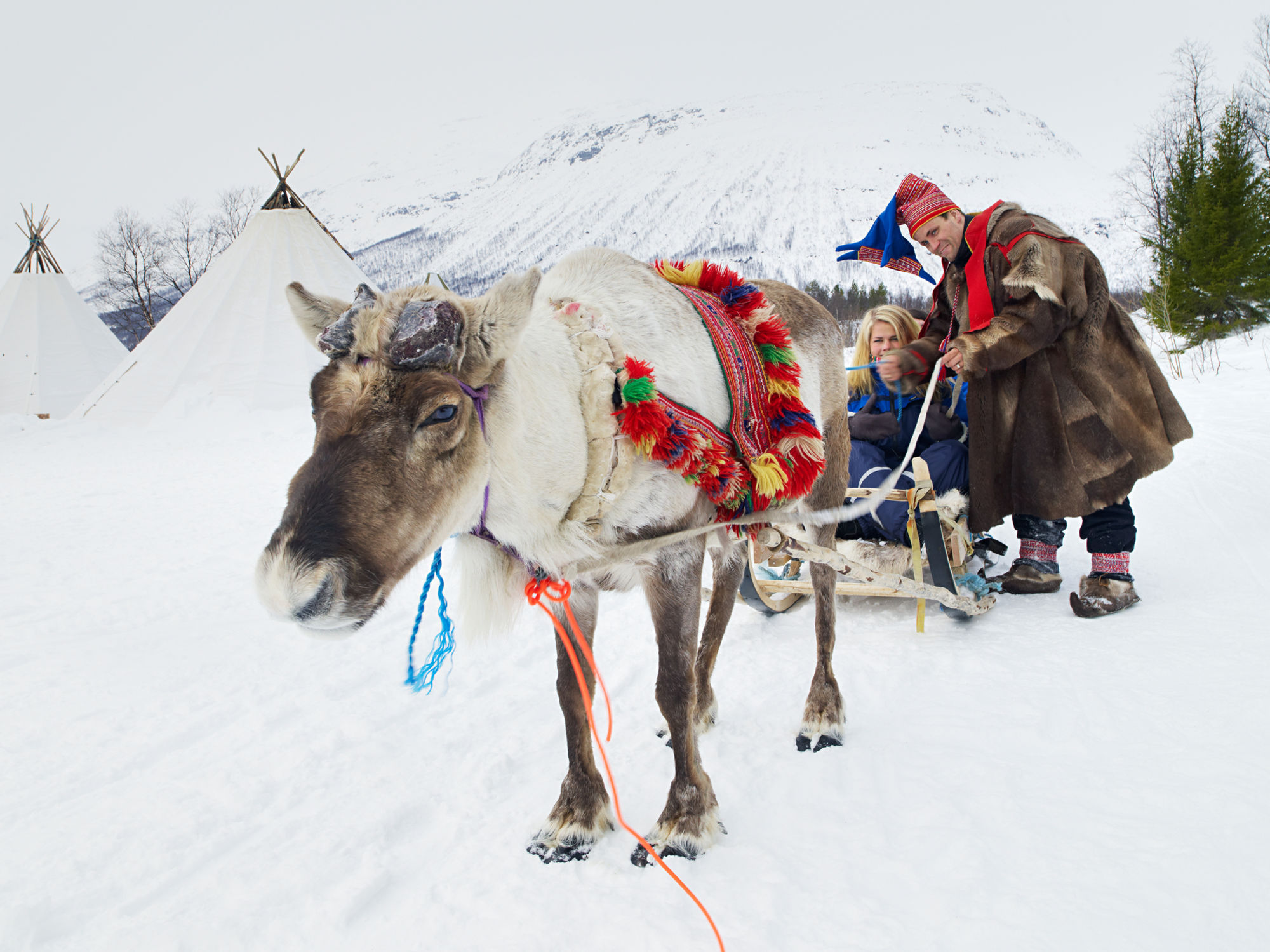 ReindeerSled@BårdLøken