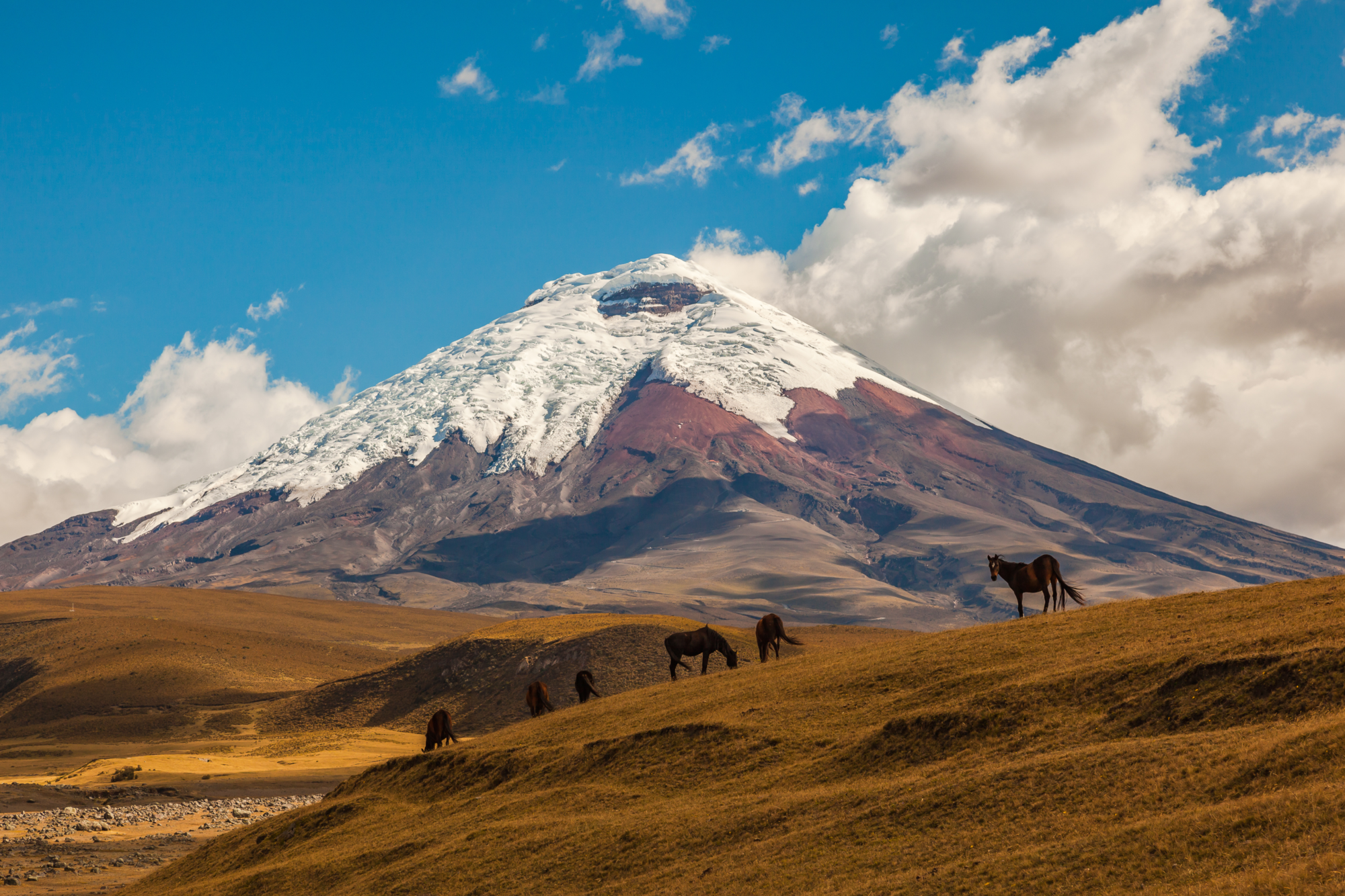 Cotopaxi2-2024@EcoAndesTravel (1)