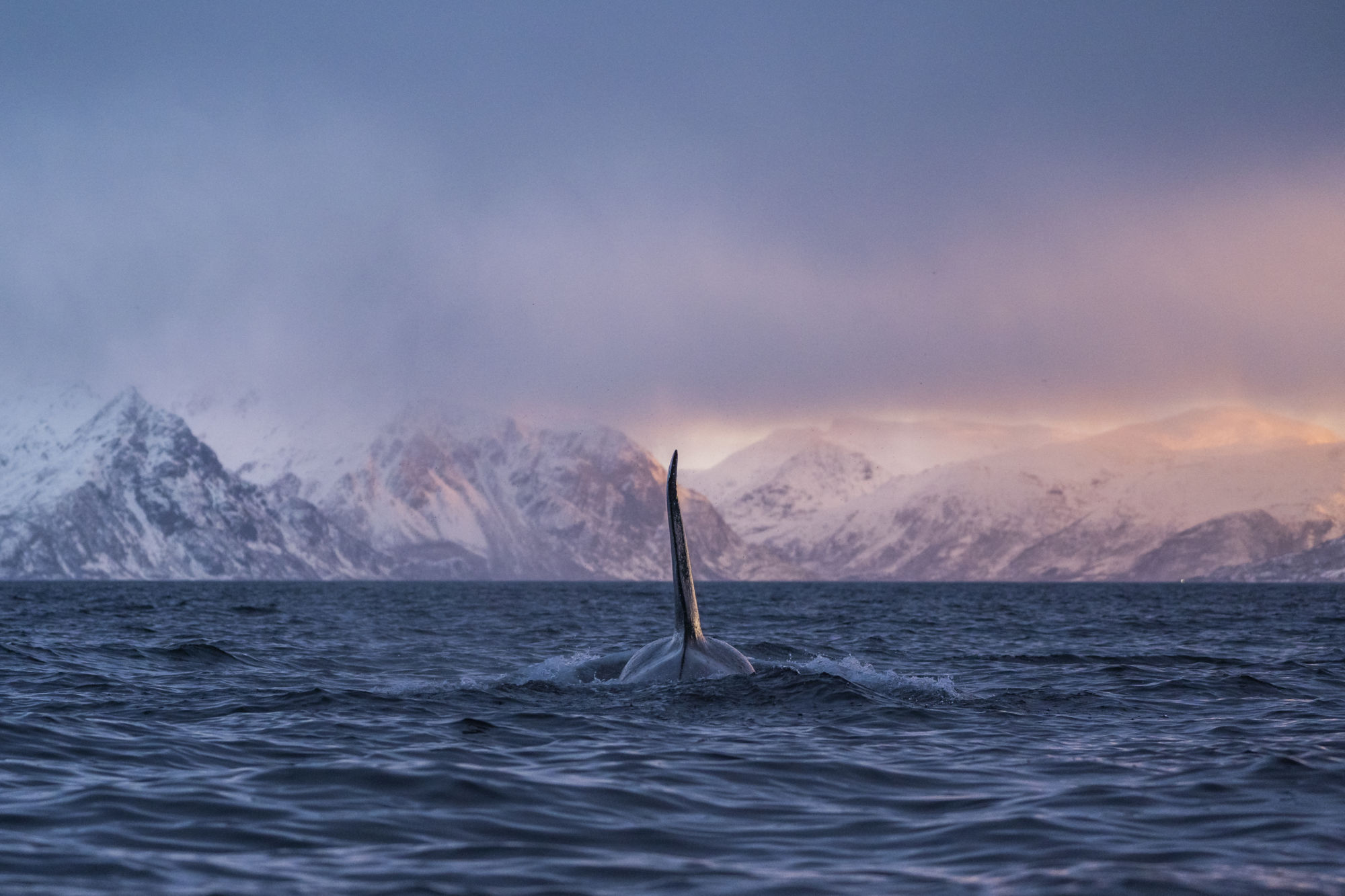 Orca dorsal fin Skjervøy_Ismaele Tortella - Visit Norway