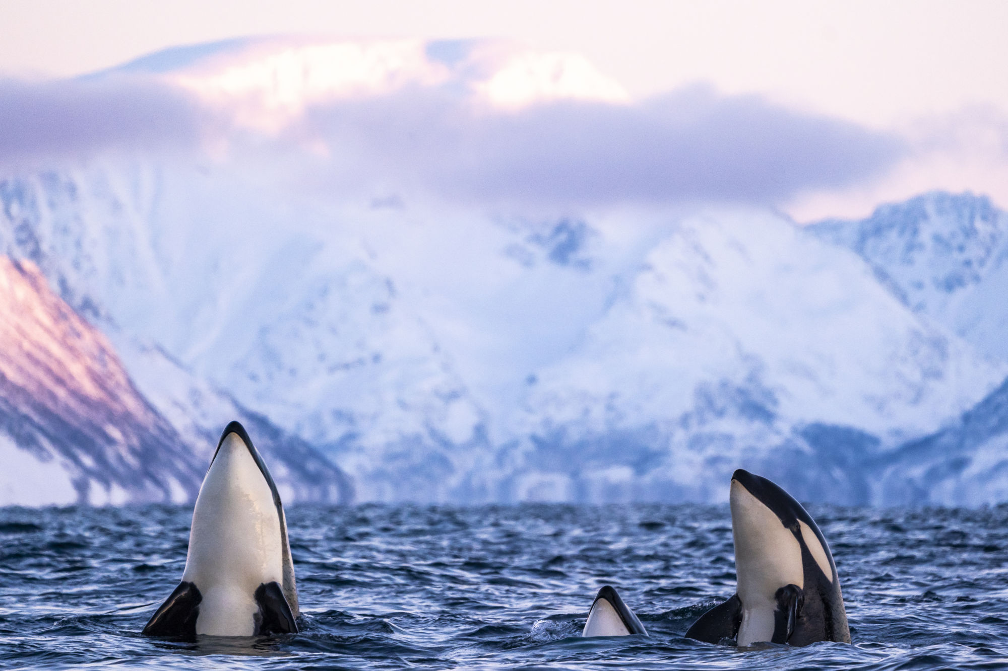 Orcas (Orcinus orca) displaying the spyhopping behavior in northern Norway