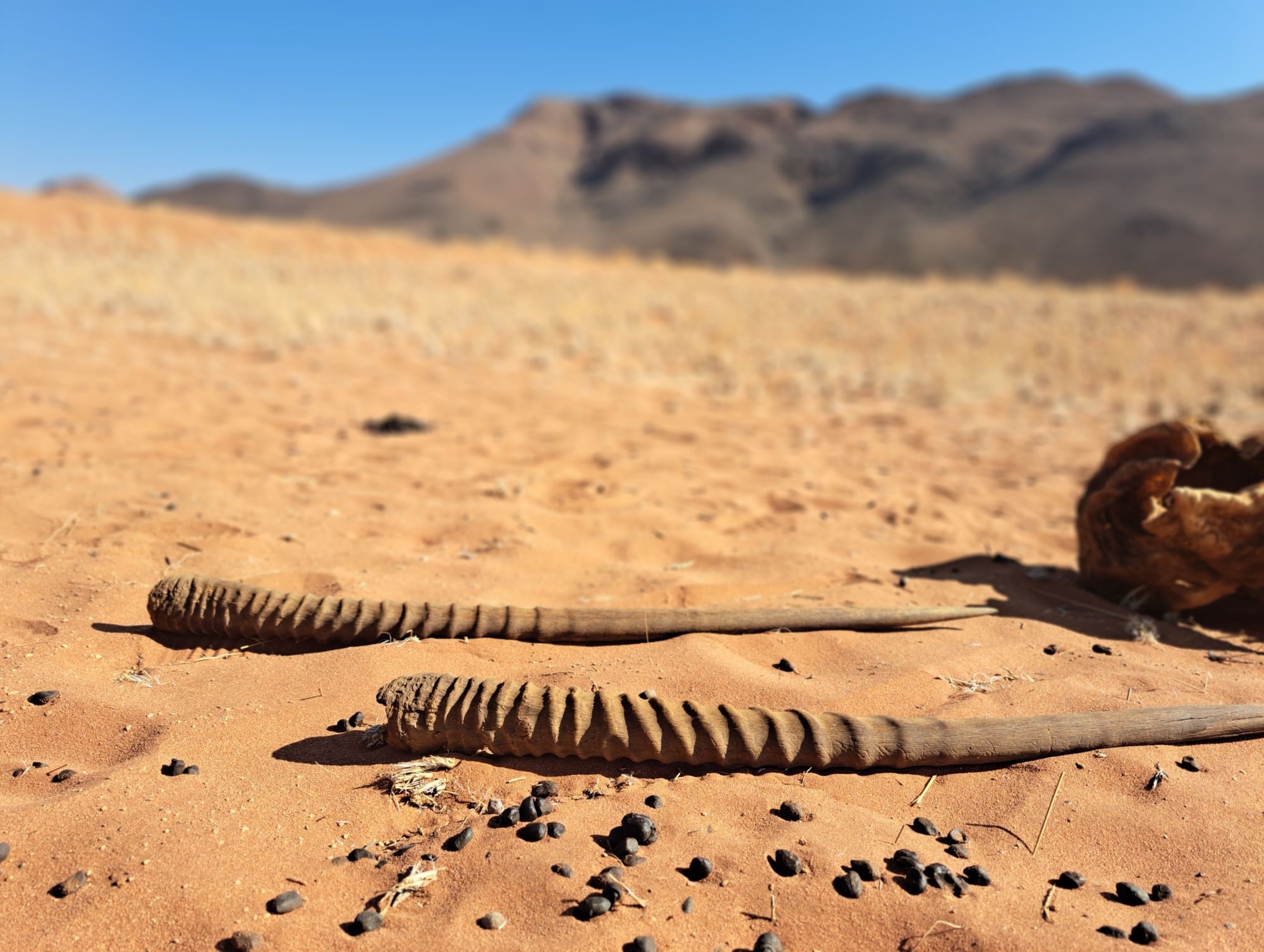 Namibia-2024@HanneHollås (99)