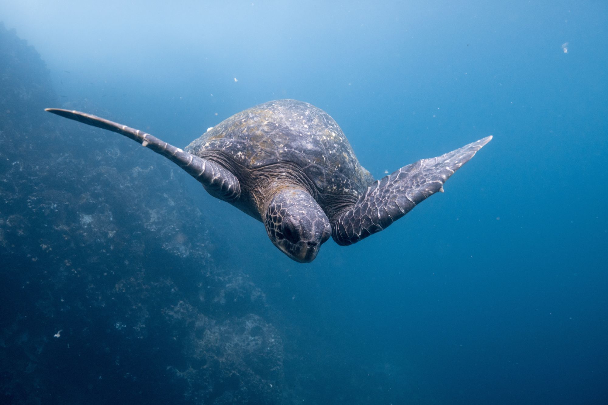 EcuadorGalapagos-2019@AnnElinNorddal (4)