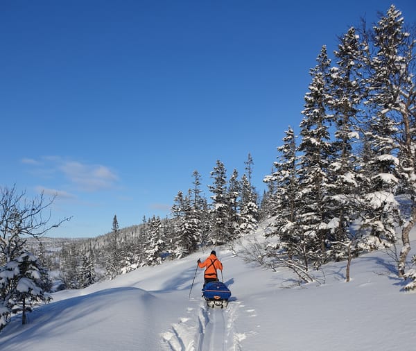 En person i oransje jakke går på fjellski og pulk gjennom dyp snø i en vinterskog under en blå himmel.