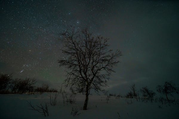 Et bart tre står i et snølandskap under en stjerneklar nattehimmel.