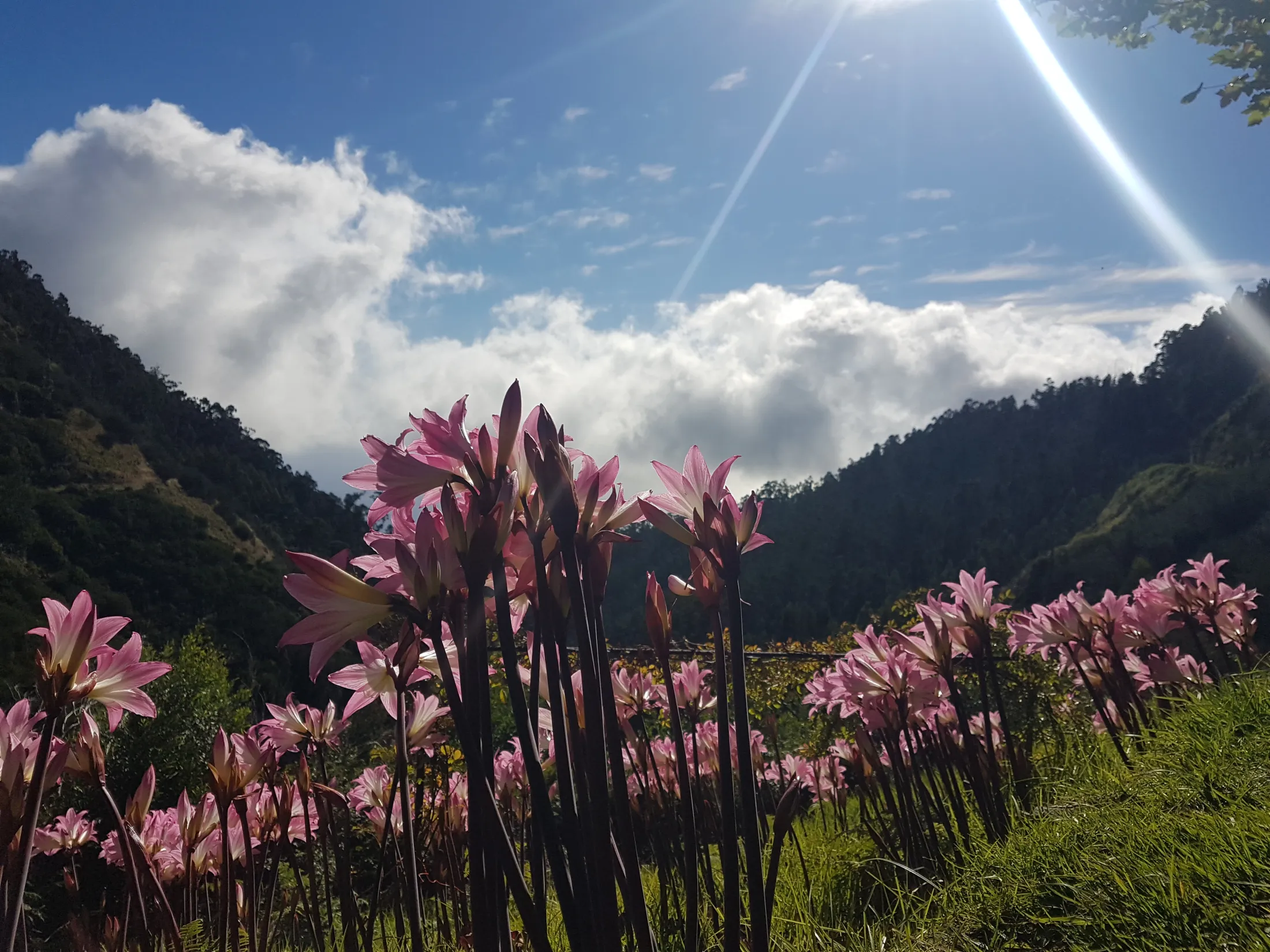 Rosa blomster i en fjelldal under en skinnende sol og blå himmel.