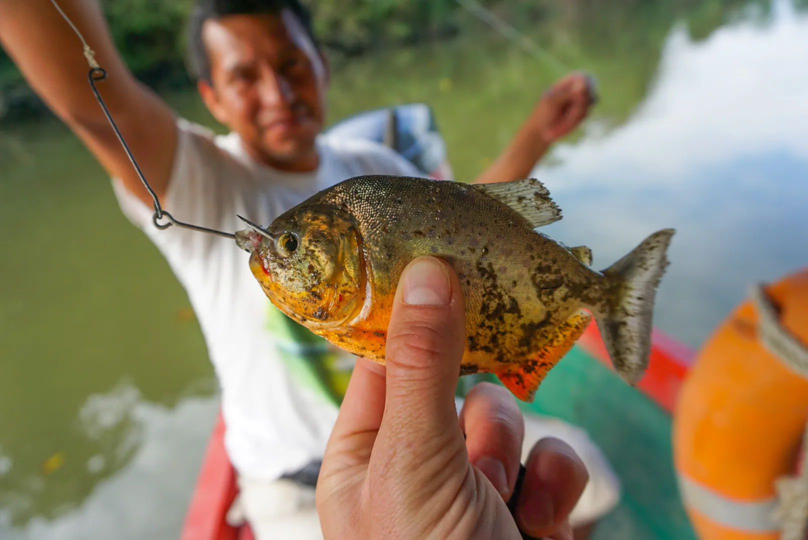 En person holder opp en nylig fanget piraja på en fiskekrok, med en smilende mann uskarp i bakgrunnen om bord i en båt.