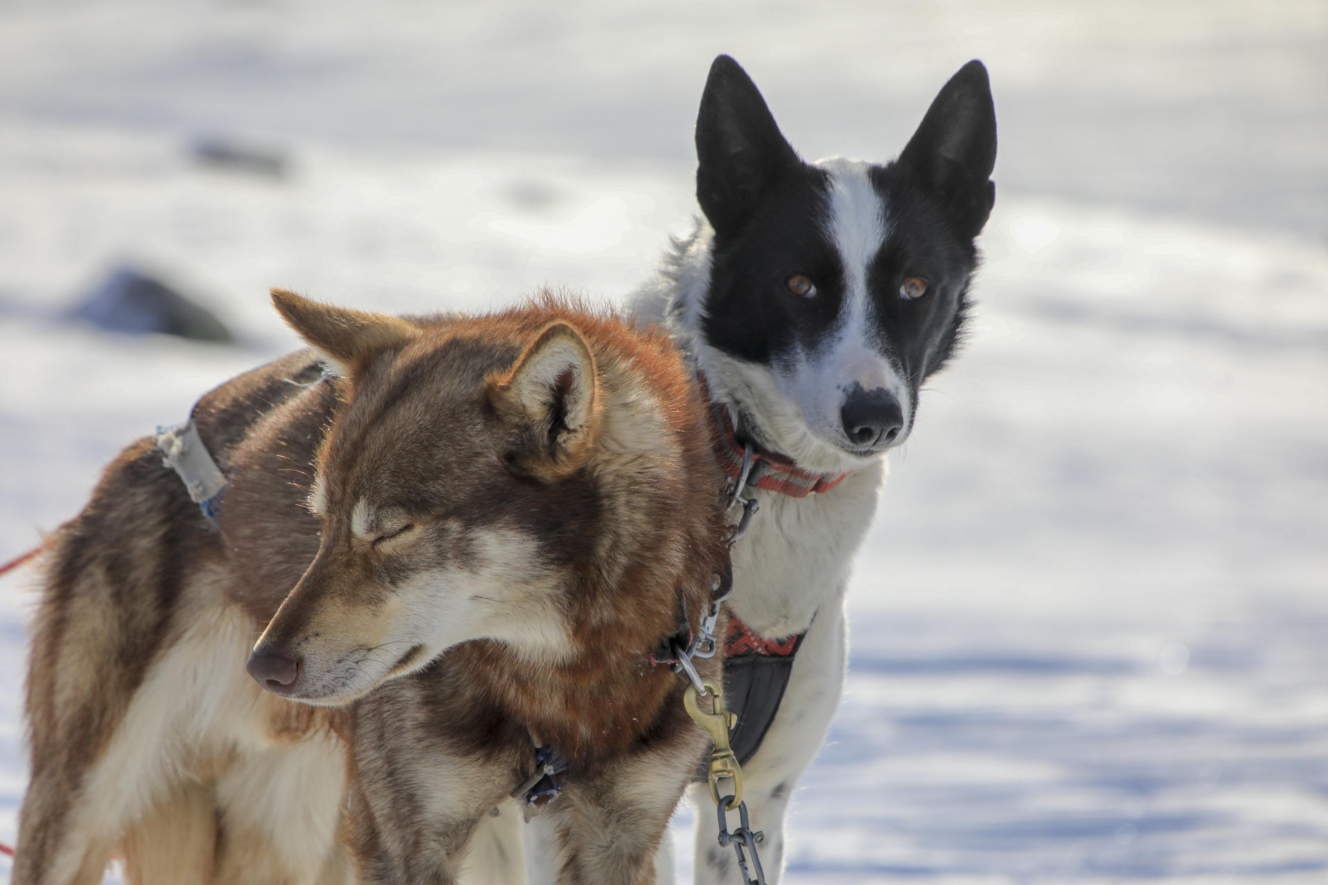 Snowshoeing and Dogsledding Jotunheimen(22)