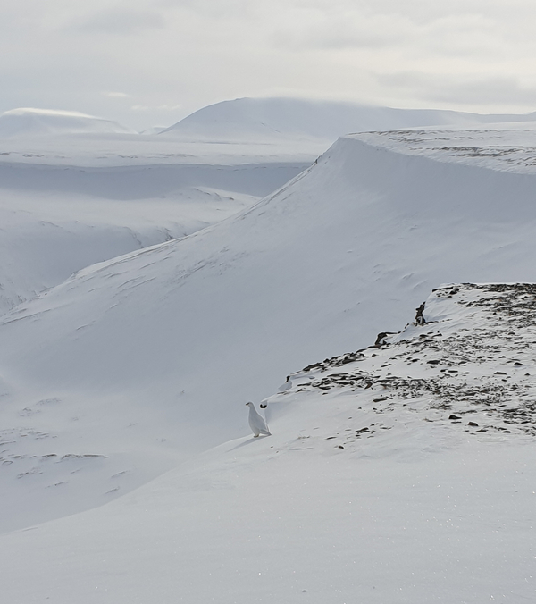 Et snødekket fjellandskap med en hvit rype som er kamuflert på den steinete fjellkammen i forgrunnen.