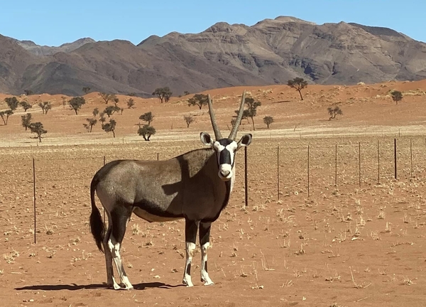 Antilope i Namib-ørkenen.