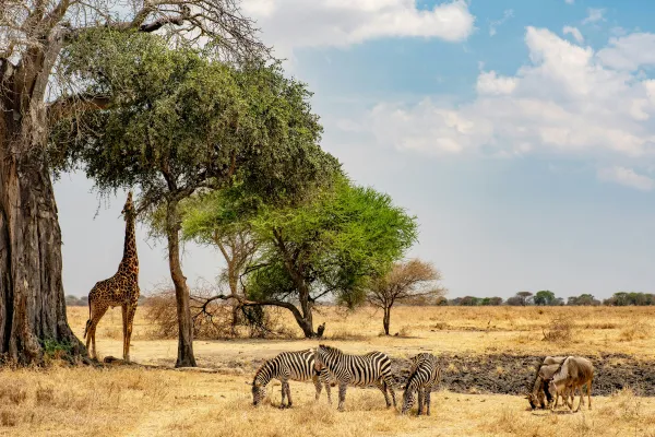 Safari i Tanzania og Zanzibar