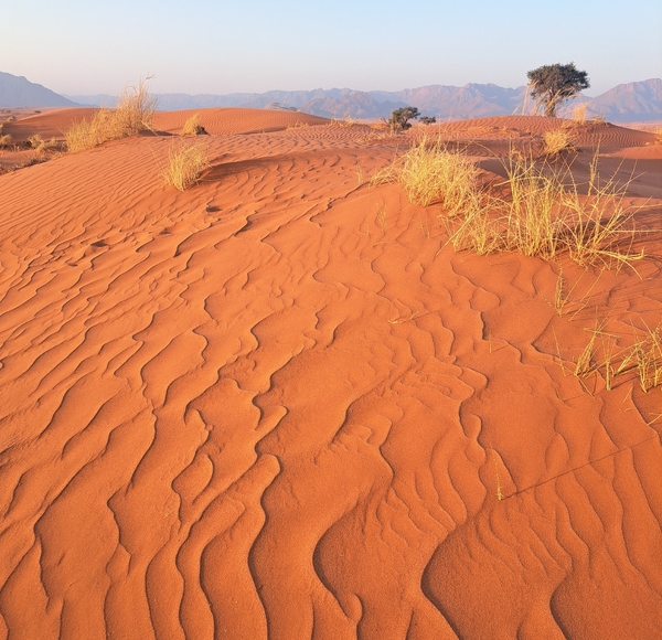 Namib-ørkenen med noen trær og busker, under blå, klar himmel.