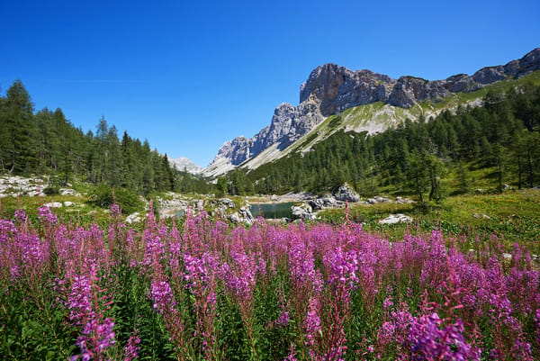 Et fargerikt felt med lilla geitrams blomstrer i forgrunnen av en idyllisk fjelldal, med et lite vann, grønn furuskog og majestetiske fjelltopper under en klar, blå himmel.