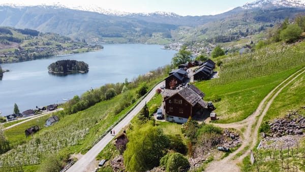 En eplegård ved en fjord med fjell i bakgrunn.