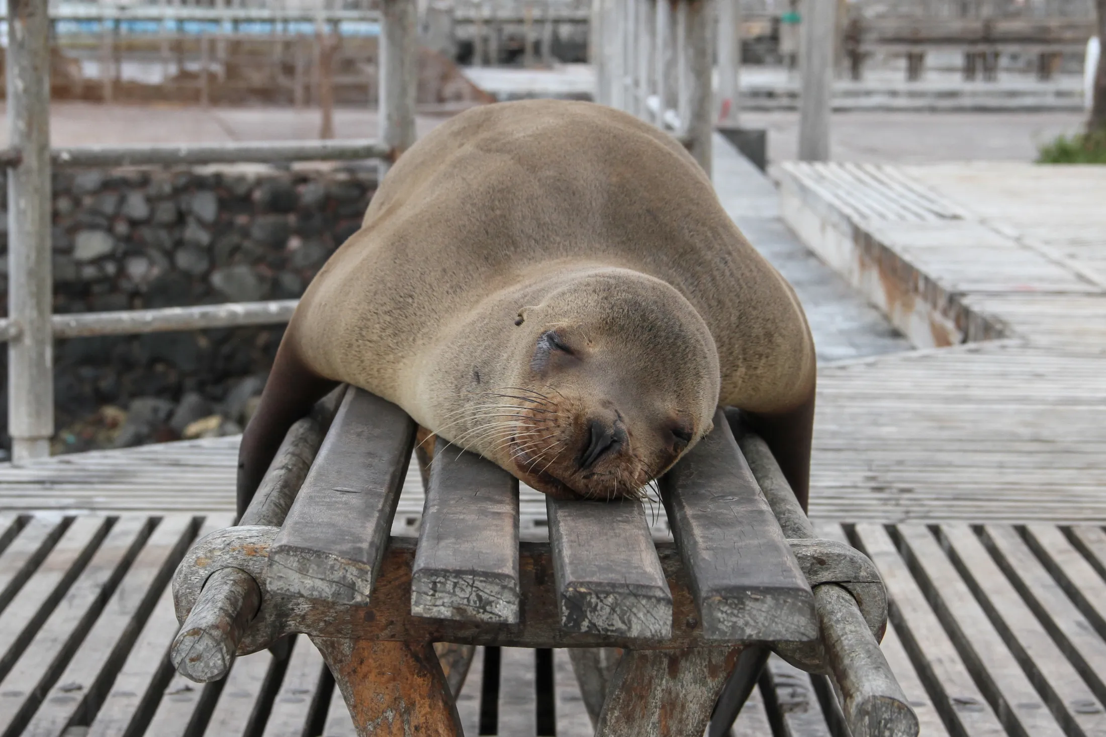 En sjøløve sover tungt, strukket ut på langs på en parkbenk av tre på en bryggepromenade.