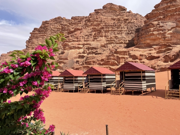 En rekke med stripete beduintelt med røde tak står på rød sand foran en ruvende sandsteinsfjellvegg, innrammet av rosa blomster i forgrunnen.