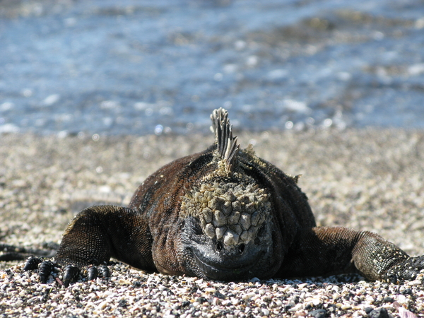Et nærbilde forfra av en haviguan som hviler på en steinstrand med havbølgene uskarpe i bakgrunnen.