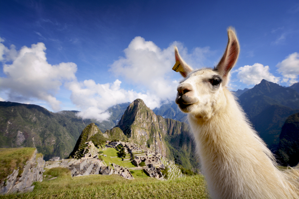 Lama i Machu Picchu