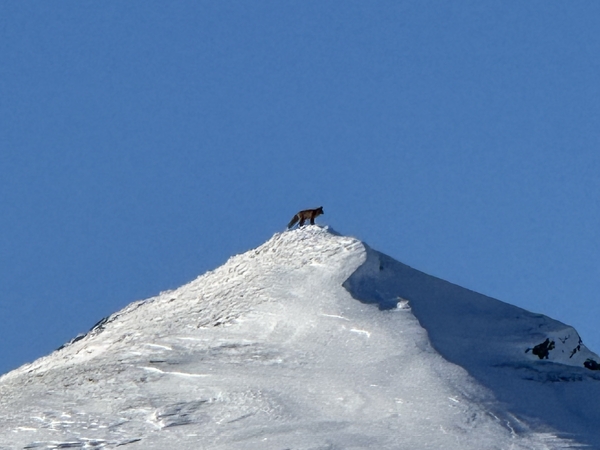 En ensom jerv står på en snødekt fjelltopp mot en klar blå himmel.