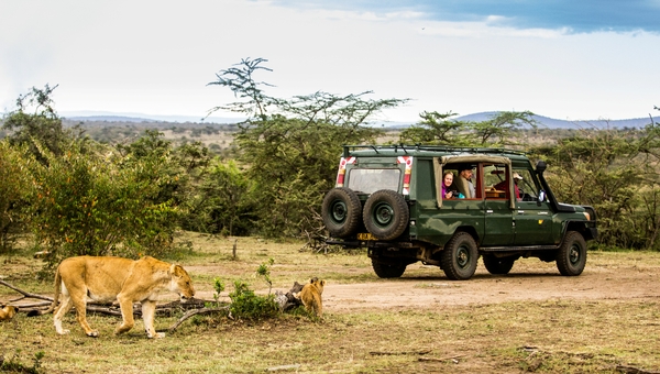 Safari jeep og løver